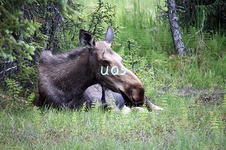 uos