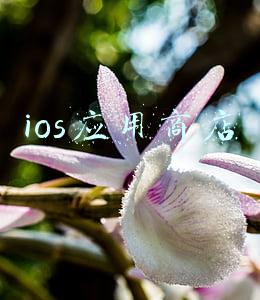 ios应用商店