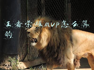 王者荣耀mvp怎么算的