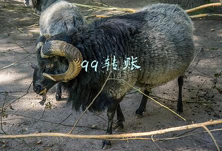 qq转账记录怎么查(封禁3年，微信重磅功能回归！红包、转账也有新变化)