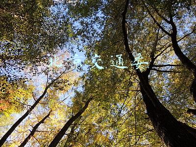 北京交通委员会(北京市交通委：公共交通票务系统升级服务工作有序推进)