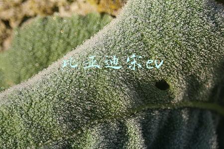 比亚迪宋ev