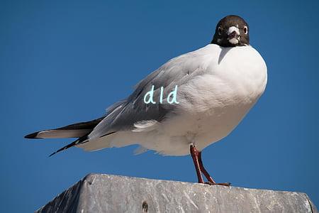 dld