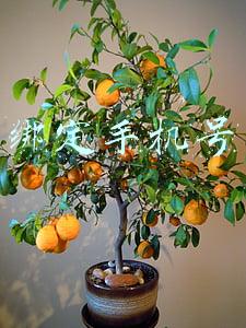 绑定手机号