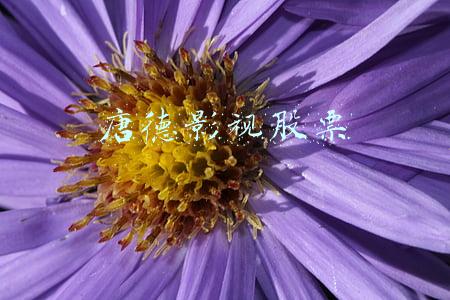 唐德影视股票