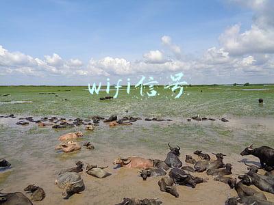 wifi信号