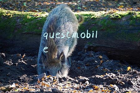 questmobile