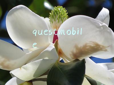 questmobile