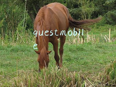 questmobile