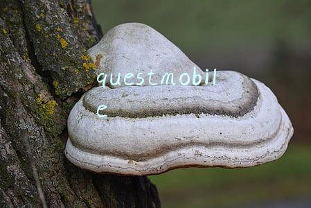 questmobile