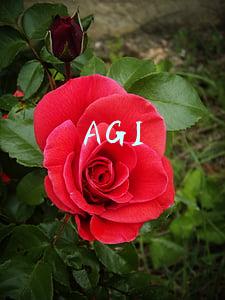 AGI