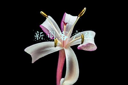 新闻客户端
