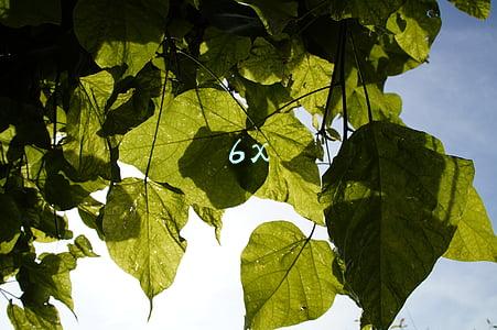 6x