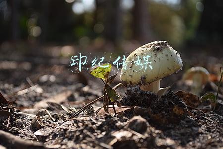 印纪传媒