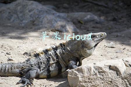 苹果icloud