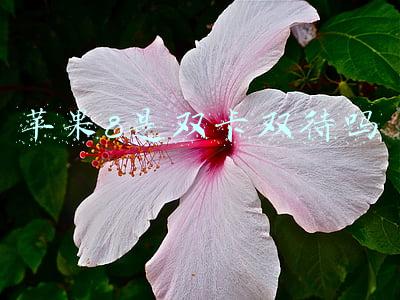 苹果8是双卡双待吗