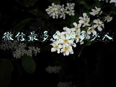 微信最多能加多少人