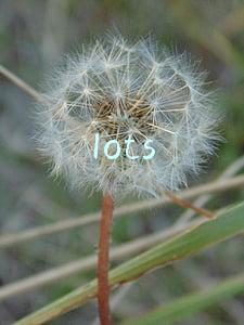 lots