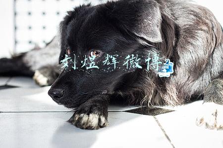 刘煜辉微博