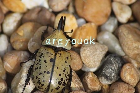 areyouok