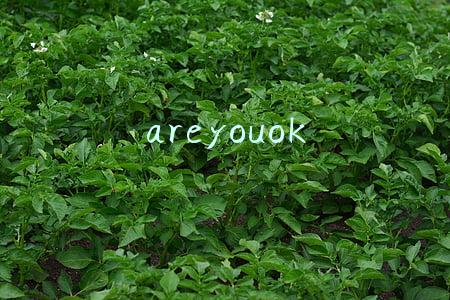 areyouok