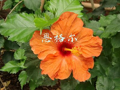 恩格尔