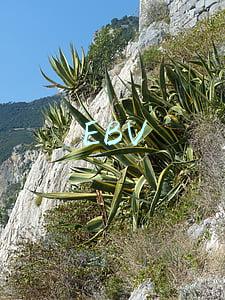 EBV