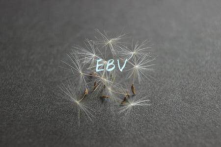 EBV