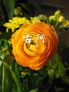 古阿