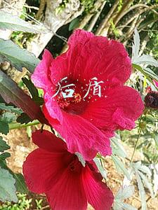 后盾