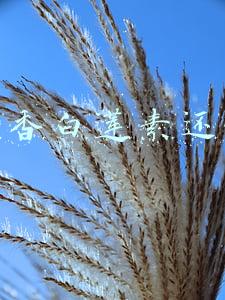 清香白莲素还真