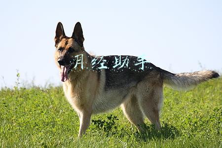 月经助手