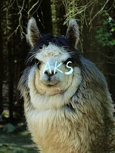 AKS
