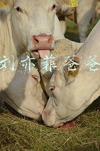 刘亦菲爸爸