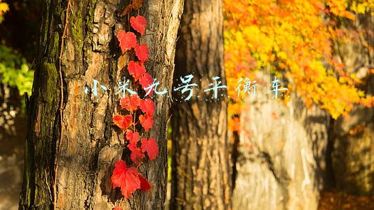 小米九号平衡车