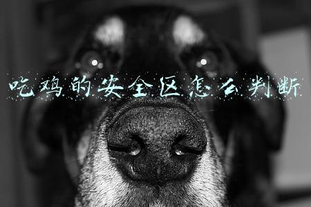 吃鸡的安全区怎么判断