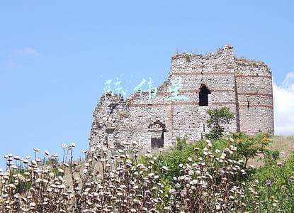 陈伟星