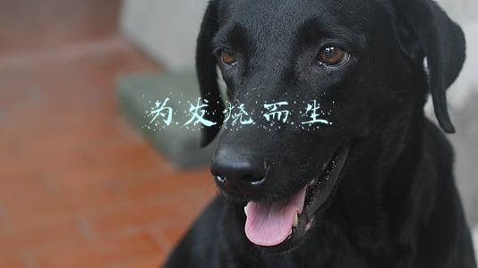 为发烧而生