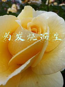 为发烧而生