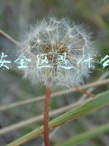 吃鸡安全区是什么意思