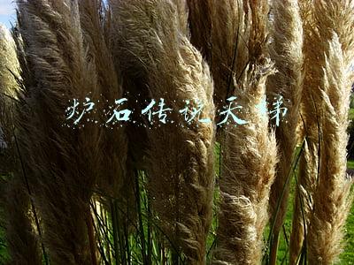 炉石传说天梯