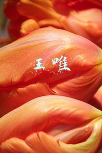 王唯