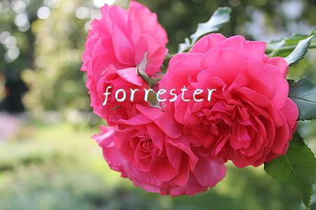 forrester