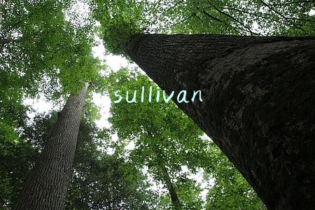 sullivan