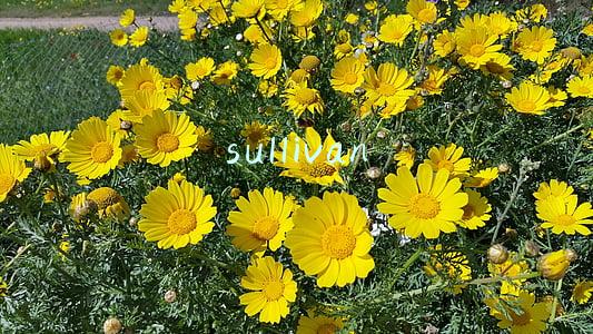 sullivan