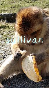 sullivan