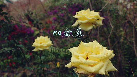 ea会员多少钱(EA对抗竞技《球胜大本营》将于6月1日变为免费游戏)