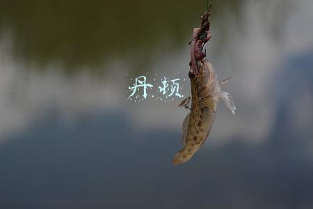 丹顿