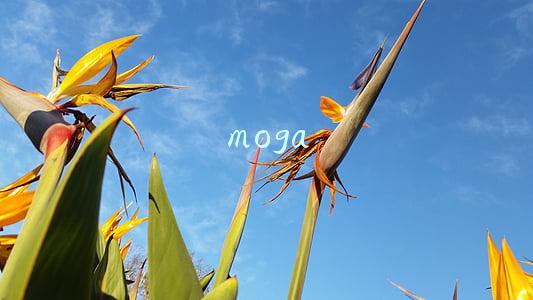 moga