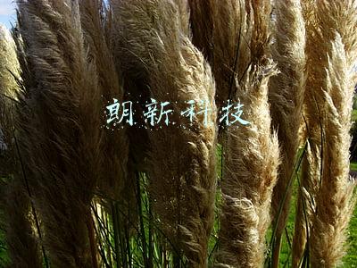 朗新科技
